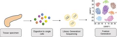 Using Single Cell Transcriptomics to Elucidate the Myeloid Compartment in Pancreatic Cancer